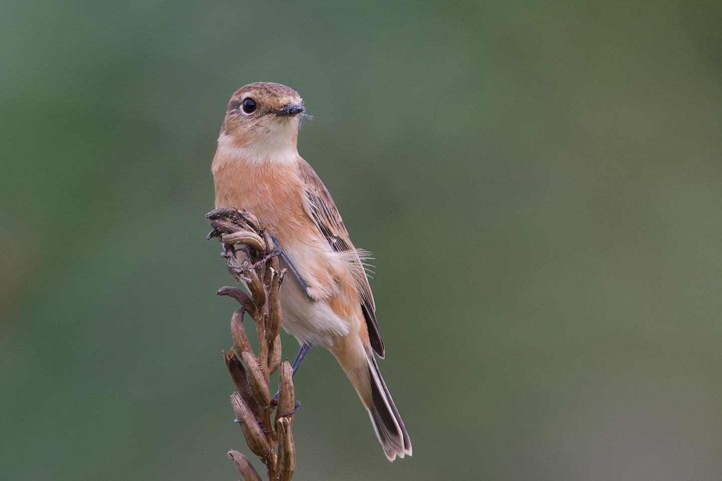 Canon EOS 60D + TAMRON SP 150-600mm F/5-6.3 Di VC USD (A011) and DxO PureRAW 3