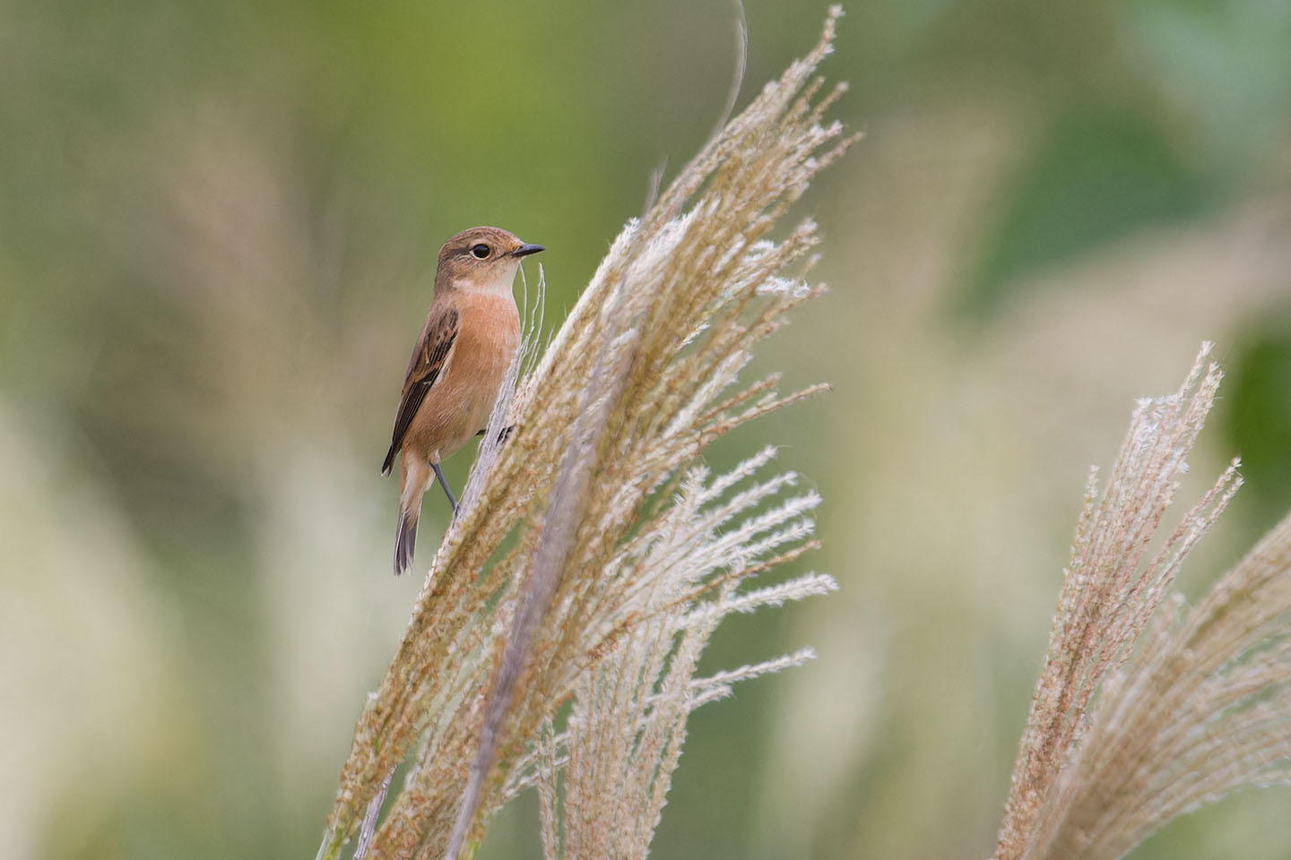 Canon EOS 60D + TAMRON SP 150-600mm F/5-6.3 Di VC USD (A011) and DxO PureRAW 3