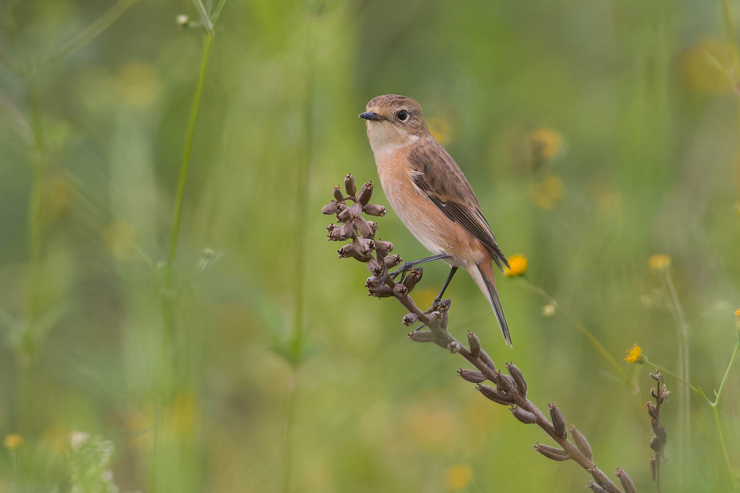 Canon EOS 60D + TAMRON SP 150-600mm F/5-6.3 Di VC USD (A011) and DxO PureRAW 3