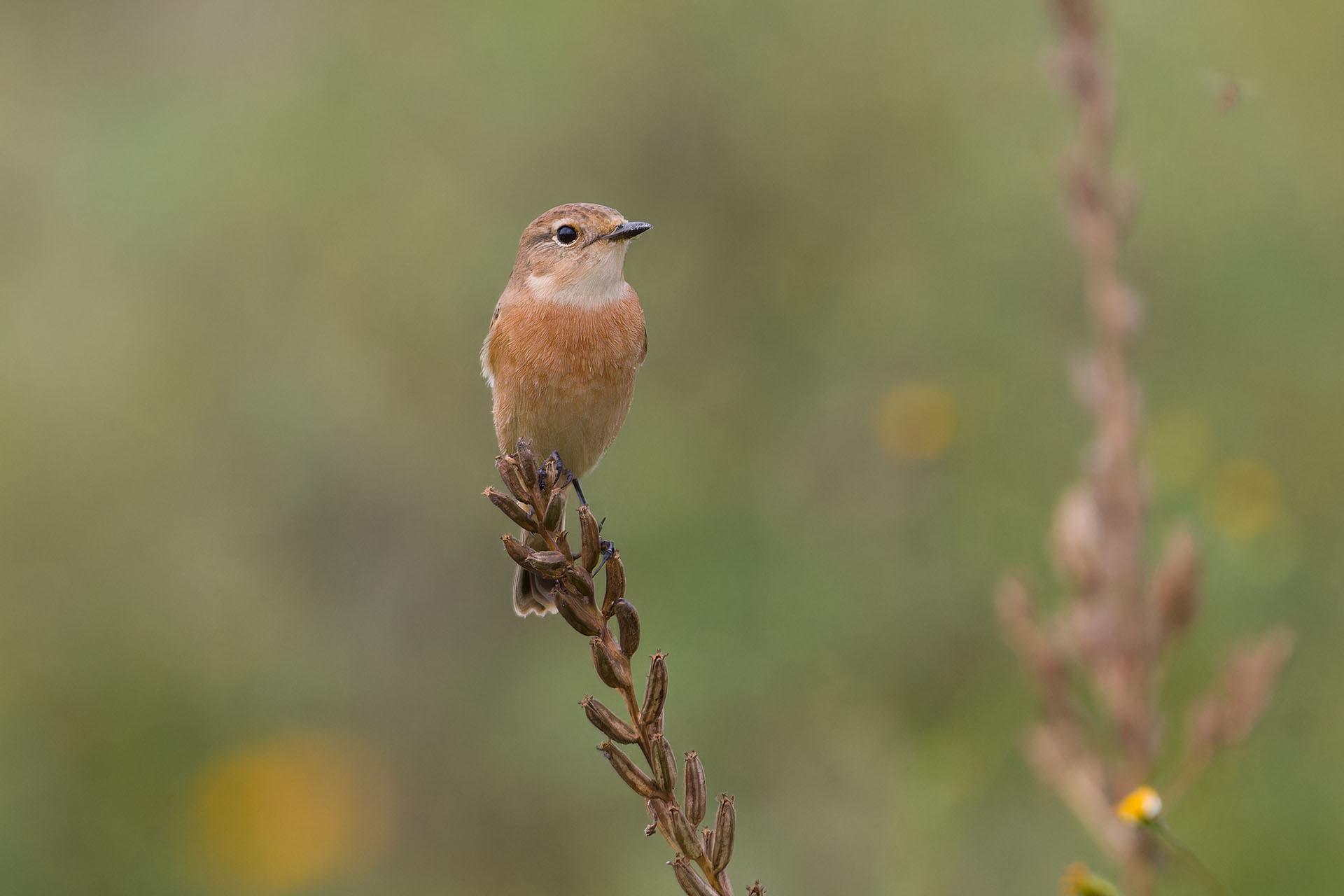 Canon EOS 60D + TAMRON SP 150-600mm F/5-6.3 Di VC USD (A011) and DxO PureRAW 3