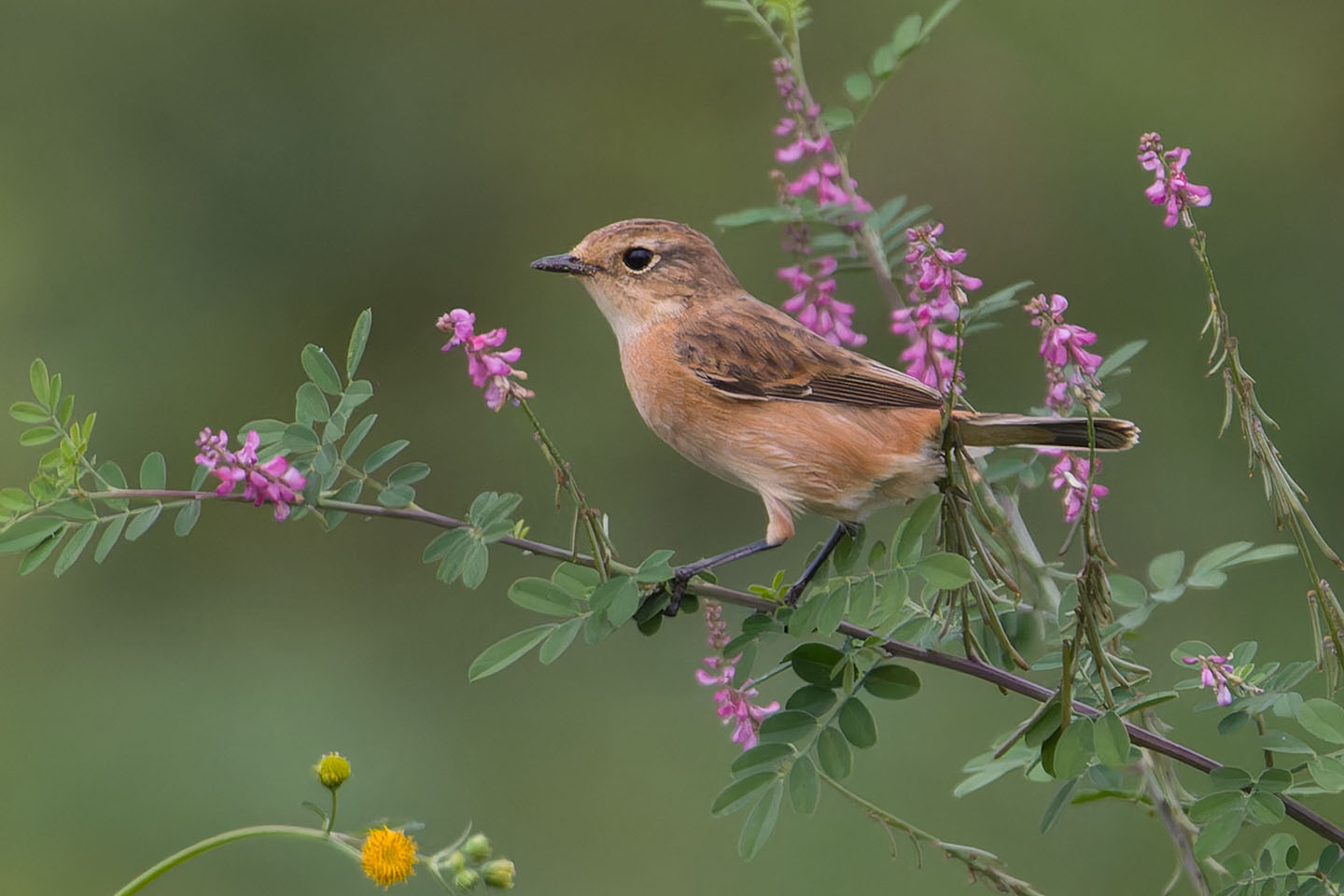 Canon EOS 60D + TAMRON SP 150-600mm F/5-6.3 Di VC USD (A011) and DxO PureRAW 3