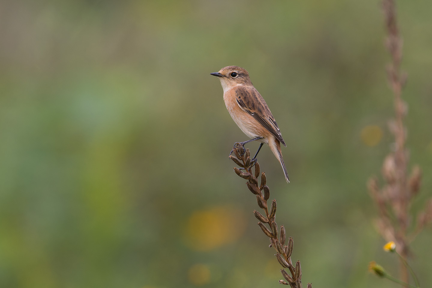 Canon EOS 60D + TAMRON SP 150-600mm F/5-6.3 Di VC USD (A011) and DxO PureRAW 3