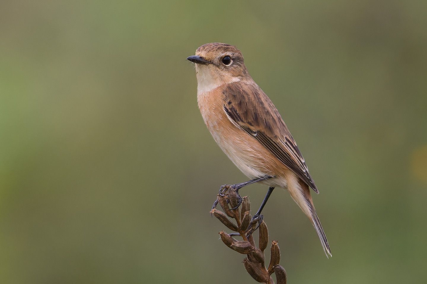 Canon EOS 60D + TAMRON SP 150-600mm F/5-6.3 Di VC USD (A011) and DxO PureRAW 3