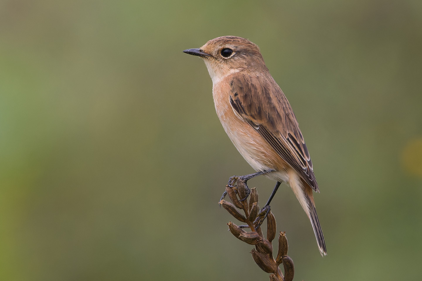 Canon EOS 60D + TAMRON SP 150-600mm F/5-6.3 Di VC USD (A011) and DxO PureRAW 3