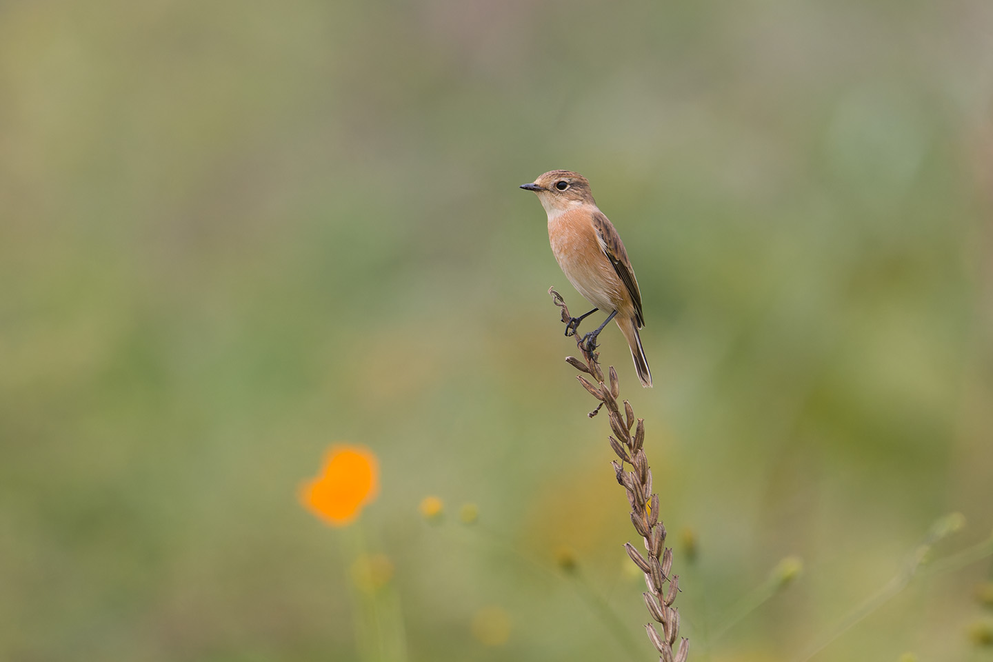 Canon EOS 60D + TAMRON SP 150-600mm F/5-6.3 Di VC USD (A011) and DxO PureRAW 3