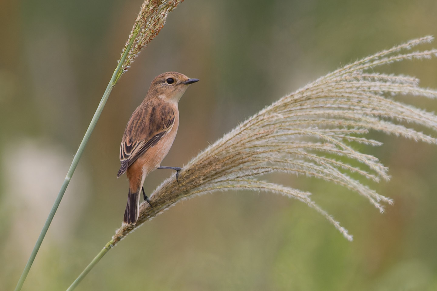 Canon EOS 60D + TAMRON SP 150-600mm F/5-6.3 Di VC USD (A011) and DxO PureRAW 3