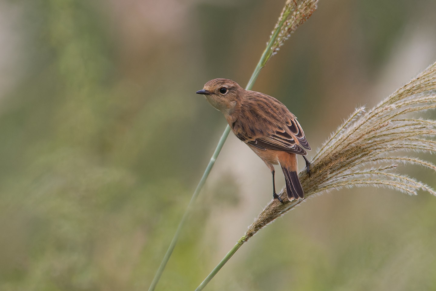 Canon EOS 60D + TAMRON SP 150-600mm F/5-6.3 Di VC USD (A011) and DxO PureRAW 3