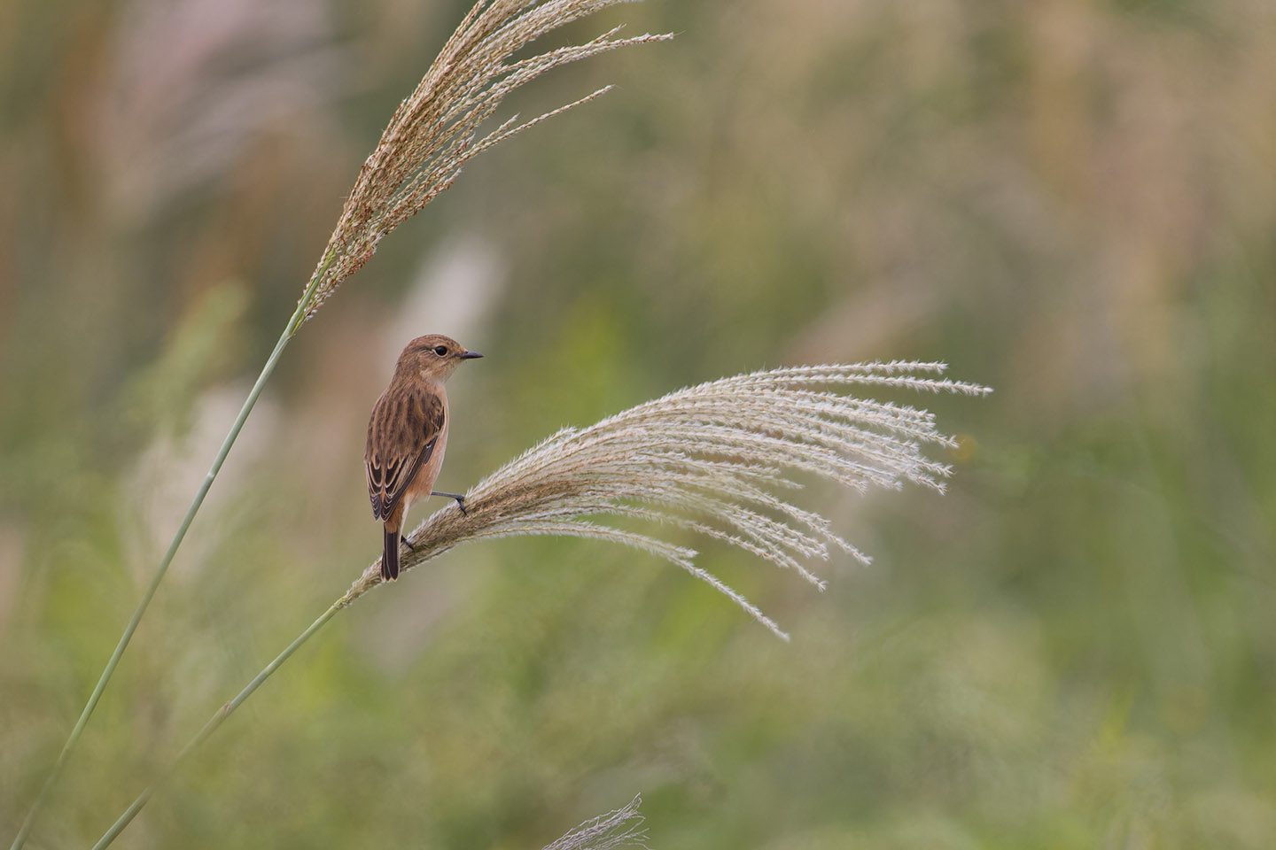 Canon EOS 60D + TAMRON SP 150-600mm F/5-6.3 Di VC USD (A011) and DxO PureRAW 3