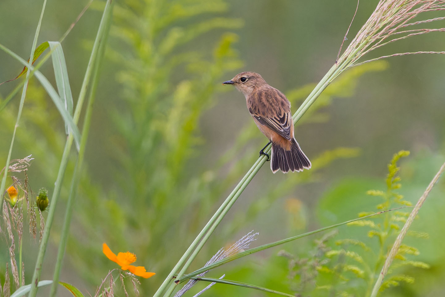 Canon EOS 60D + TAMRON SP 150-600mm F/5-6.3 Di VC USD (A011) and DxO PureRAW 3