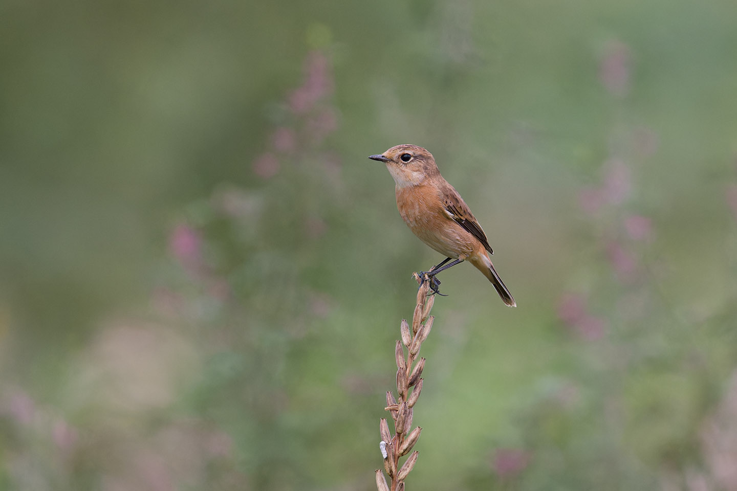 Canon EOS 60D + TAMRON SP 150-600mm F/5-6.3 Di VC USD (A011) and DxO PureRAW 3