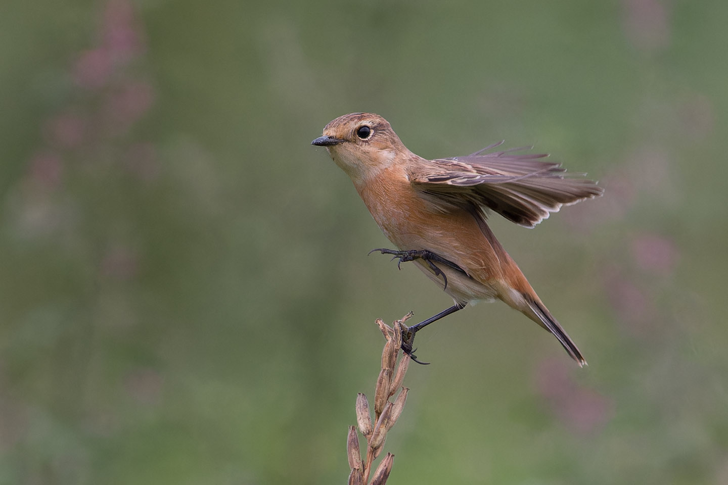 Canon EOS 60D + TAMRON SP 150-600mm F/5-6.3 Di VC USD (A011) and DxO PureRAW 3