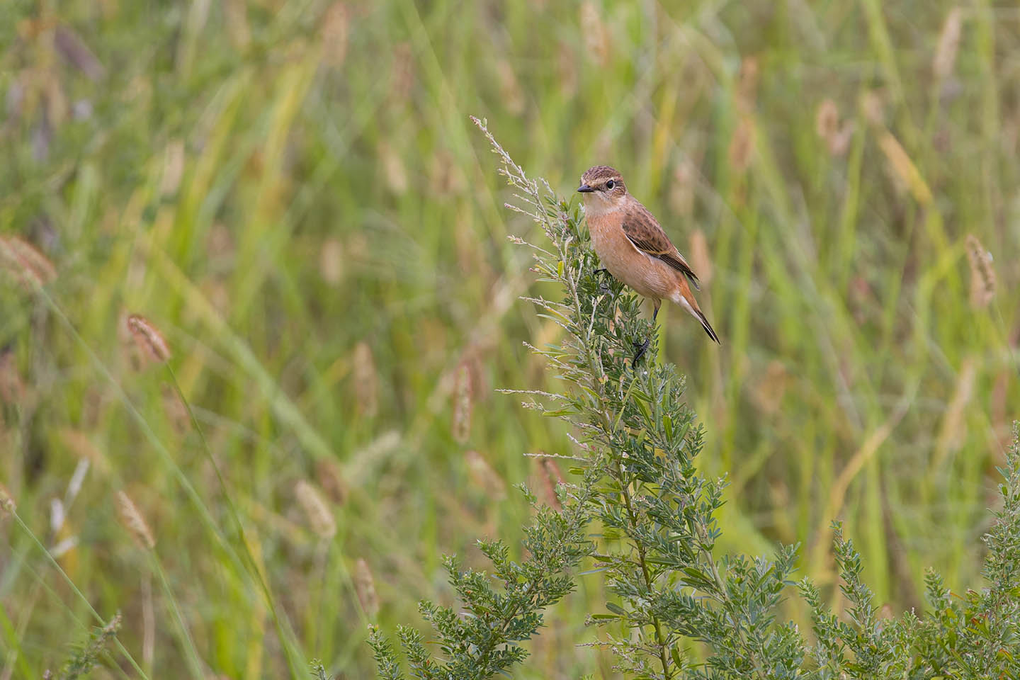 Canon EOS 60D + TAMRON SP 150-600mm F/5-6.3 Di VC USD (A011) and DxO PureRAW 3