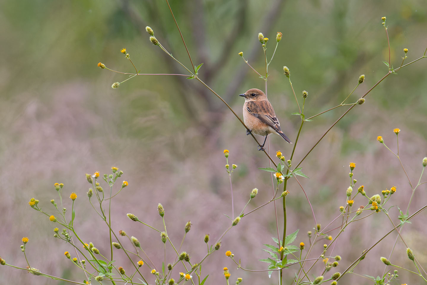 Canon EOS 60D + TAMRON SP 150-600mm F/5-6.3 Di VC USD (A011) and DxO PureRAW 3