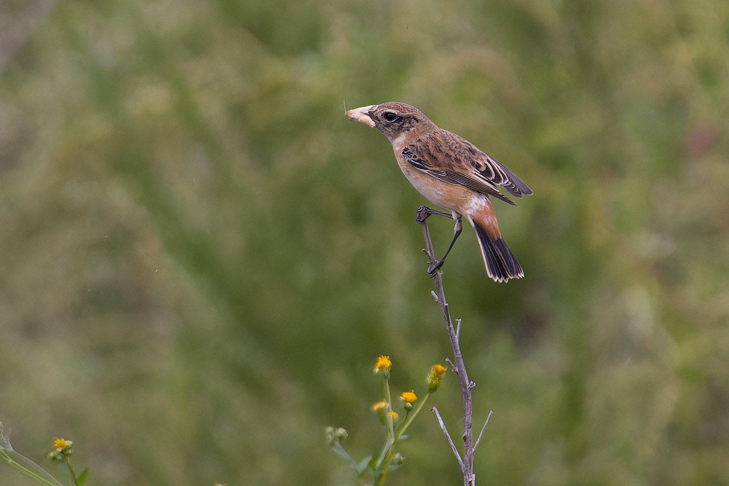 Canon EOS 60D + TAMRON SP 150-600mm F/5-6.3 Di VC USD (A011) and DxO PureRAW 3