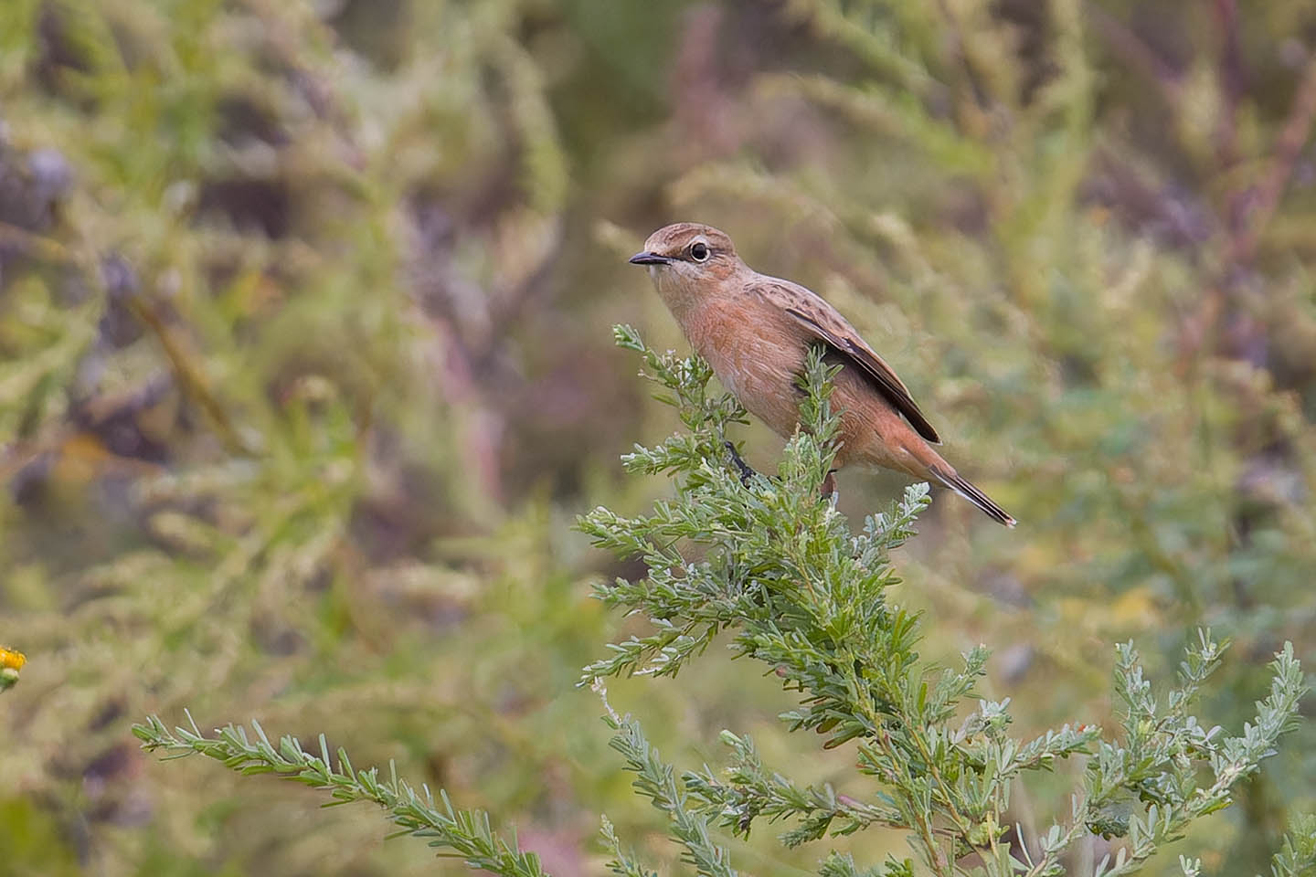 Canon EOS 60D + TAMRON SP 150-600mm F/5-6.3 Di VC USD (A011) and DxO PureRAW 3