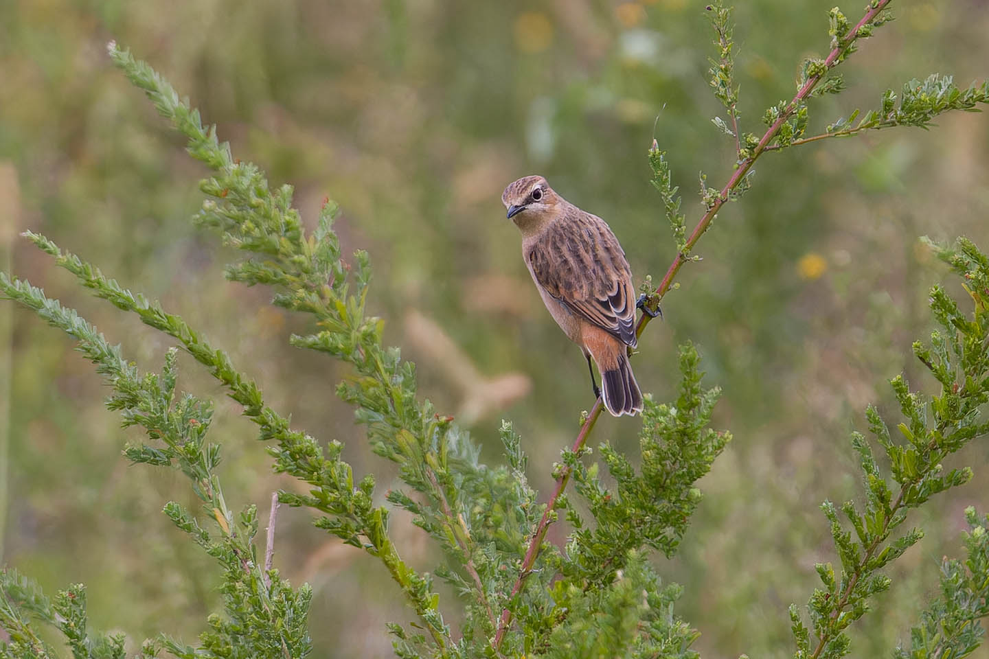 Canon EOS 60D + TAMRON SP 150-600mm F/5-6.3 Di VC USD (A011) and DxO PureRAW 3