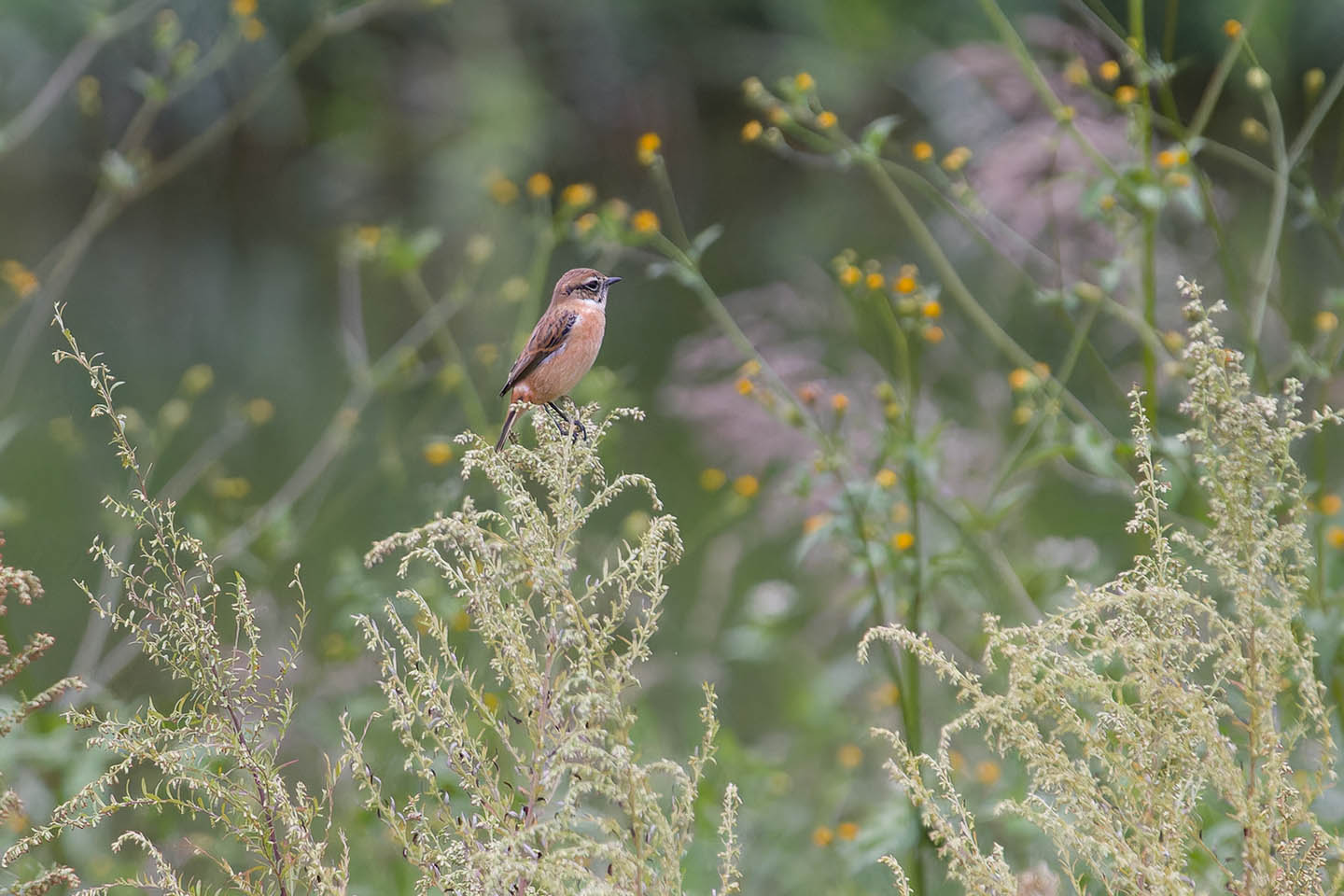 Canon EOS 60D + TAMRON SP 150-600mm F/5-6.3 Di VC USD (A011) and DxO PureRAW 3