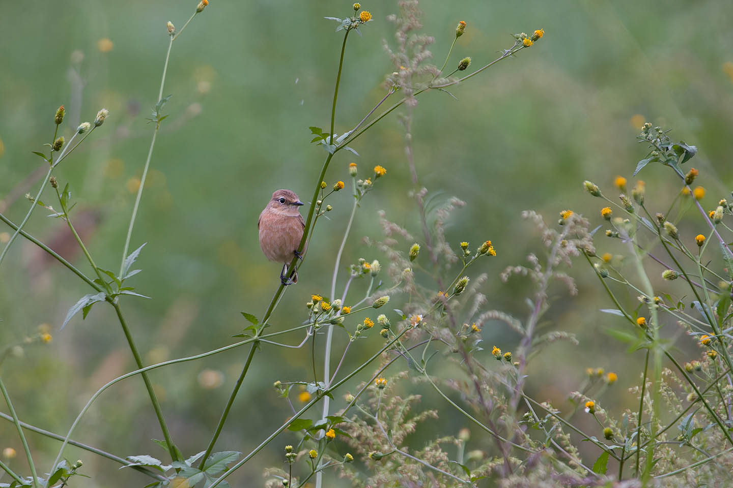 Canon EOS 60D + TAMRON SP 150-600mm F/5-6.3 Di VC USD (A011) and DxO PureRAW 3