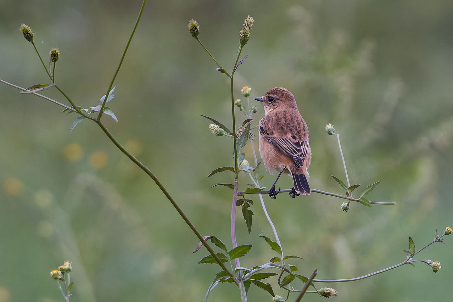 Canon EOS 60D + TAMRON SP 150-600mm F/5-6.3 Di VC USD (A011) and DxO PureRAW 3