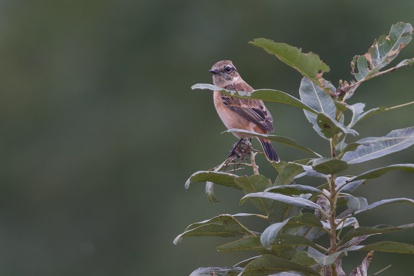 Canon EOS 60D + TAMRON SP 150-600mm F/5-6.3 Di VC USD (A011) and DxO PureRAW 3