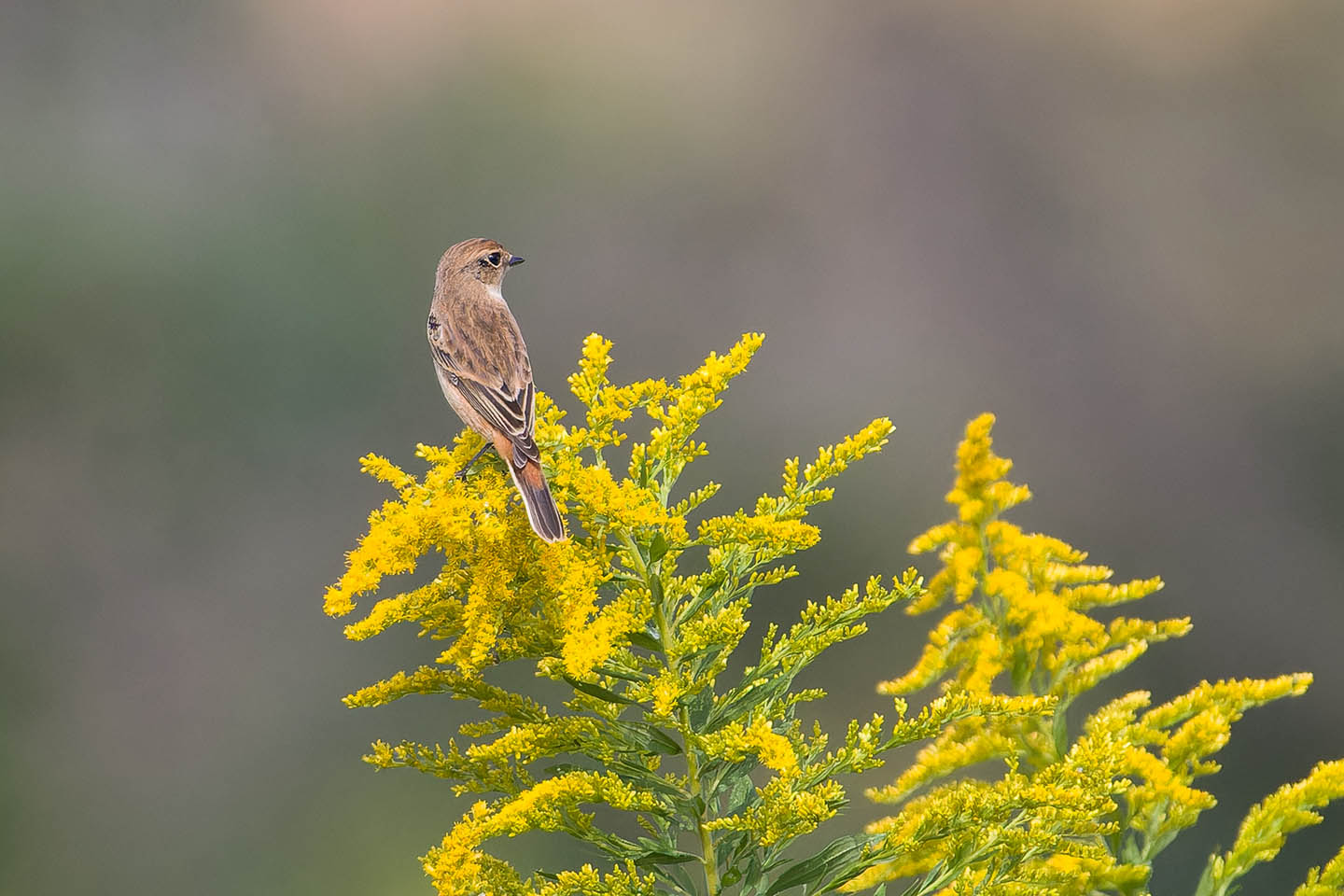 Canon EOS 60D + TAMRON SP 150-600mm F/5-6.3 Di VC USD (A011) and DxO PureRAW 3