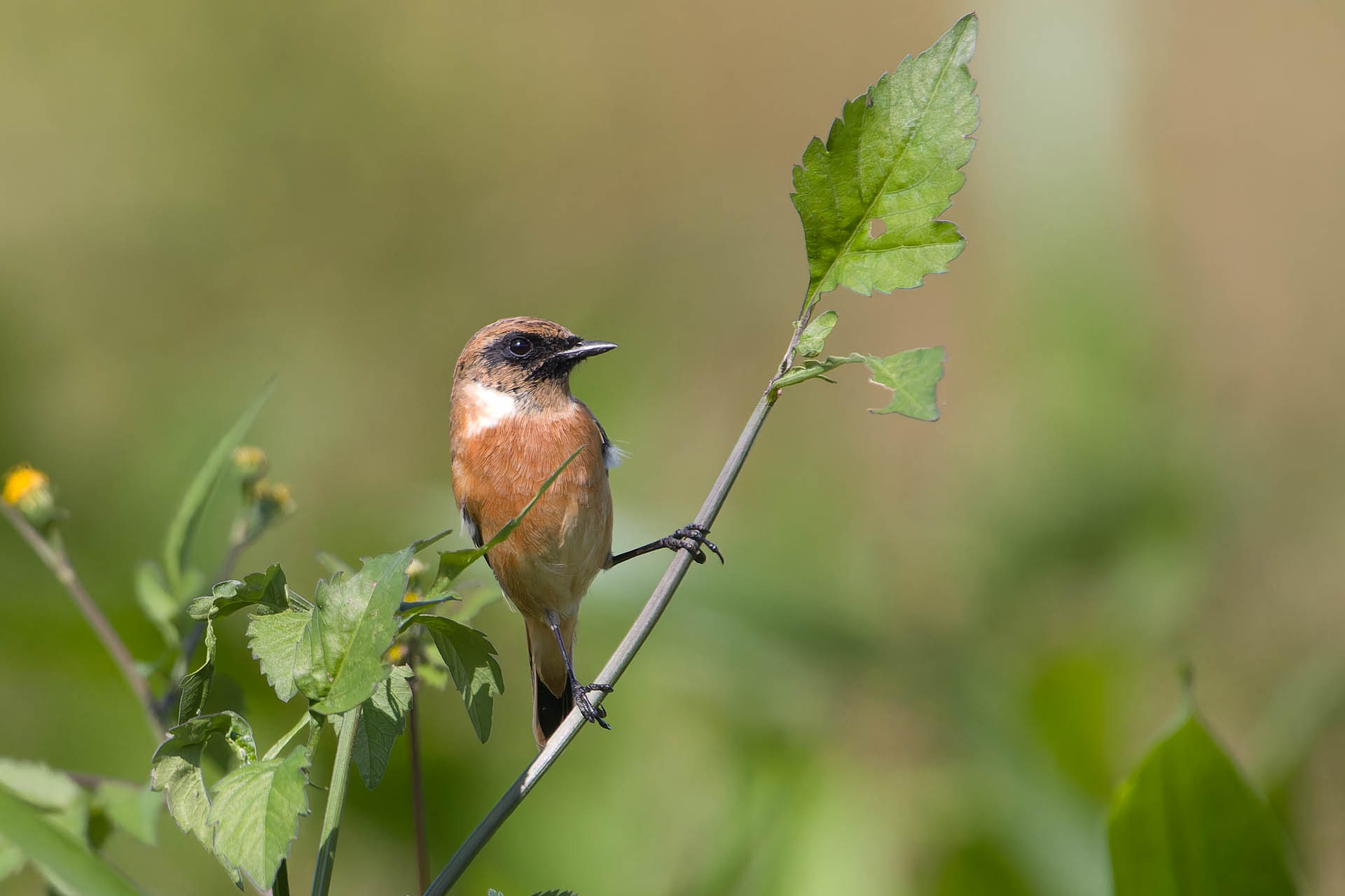 Canon EOS 60D + TAMRON SP 150-600mm F/5-6.3 Di VC USD (A011) and DxO PureRAW 3