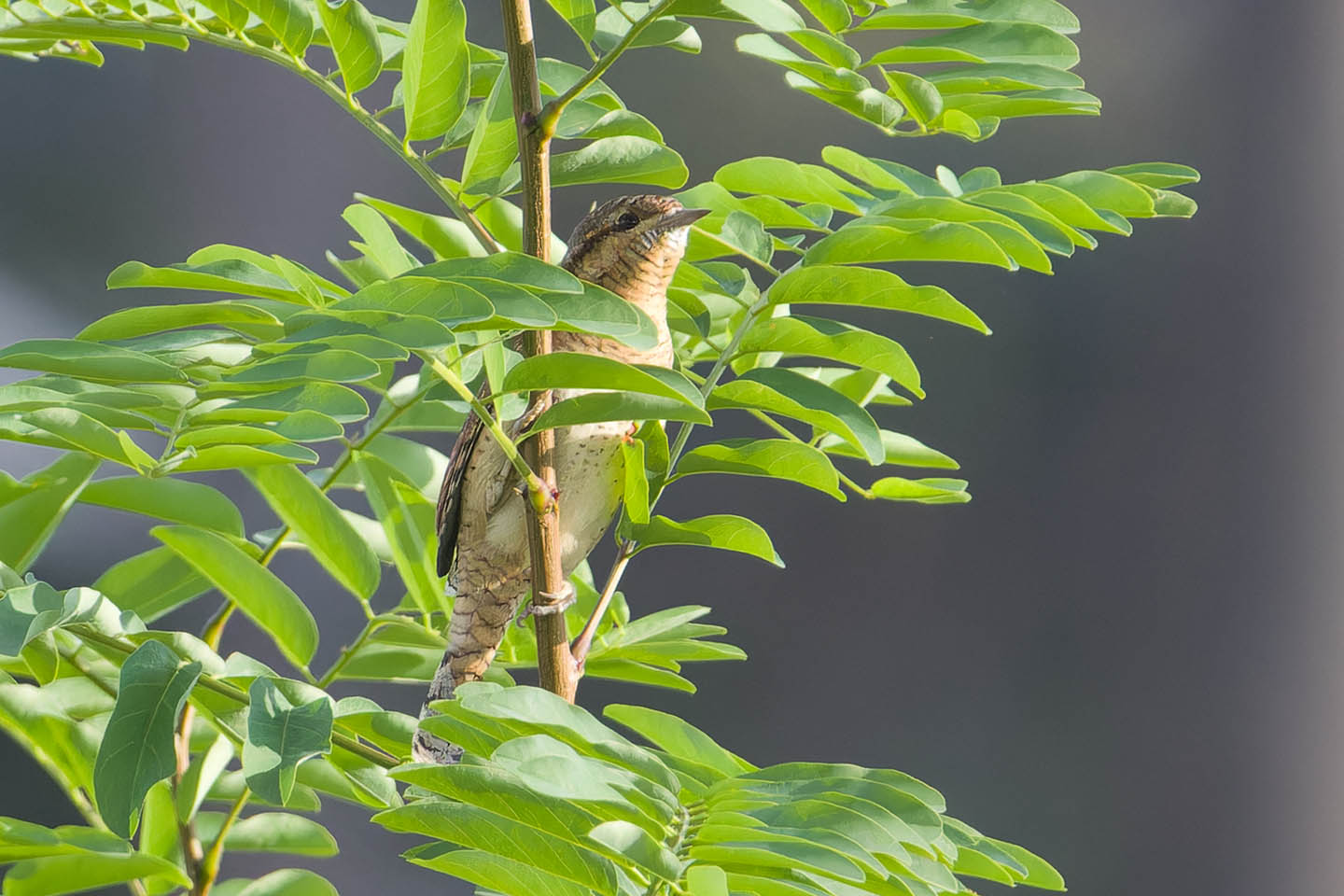 Canon EOS 60D + TAMRON SP 150-600mm F/5-6.3 Di VC USD (A011) and DxO PureRAW 3