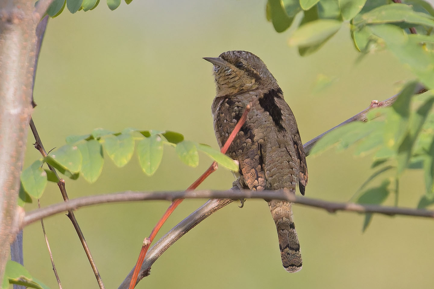 Canon EOS 60D + TAMRON SP 150-600mm F/5-6.3 Di VC USD (A011) and DxO PureRAW 3