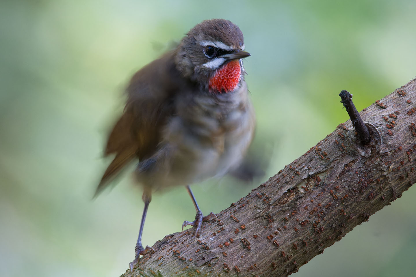 Canon EOS 60D + TAMRON SP 150-600mm F/5-6.3 Di VC USD (A011) and DxO PureRAW 3