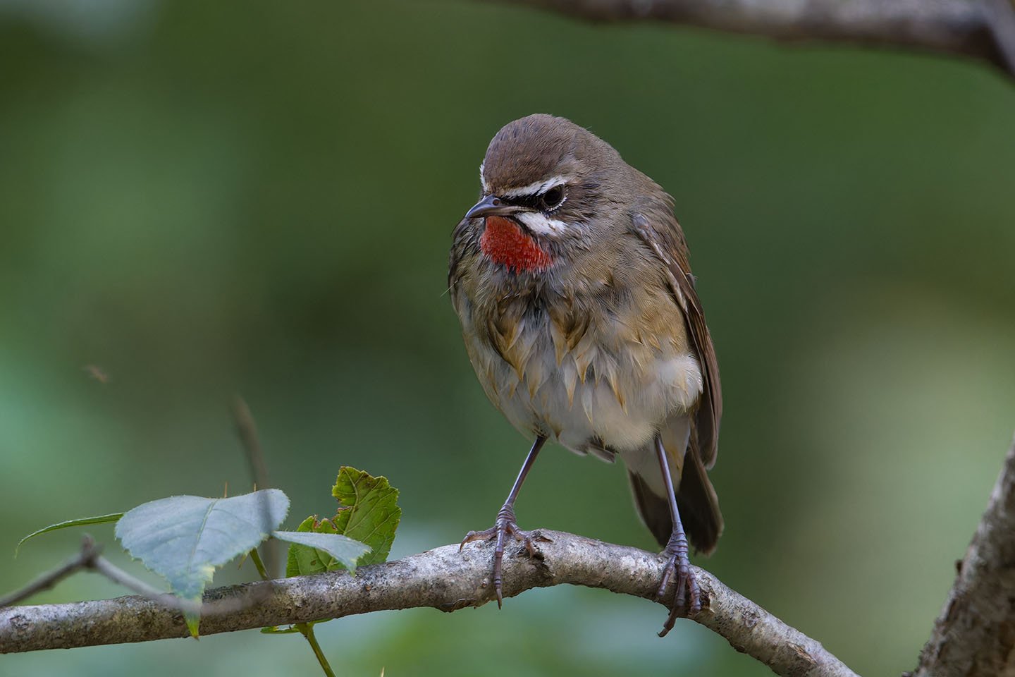 Canon EOS 60D + TAMRON SP 150-600mm F/5-6.3 Di VC USD (A011) and DxO PureRAW 3