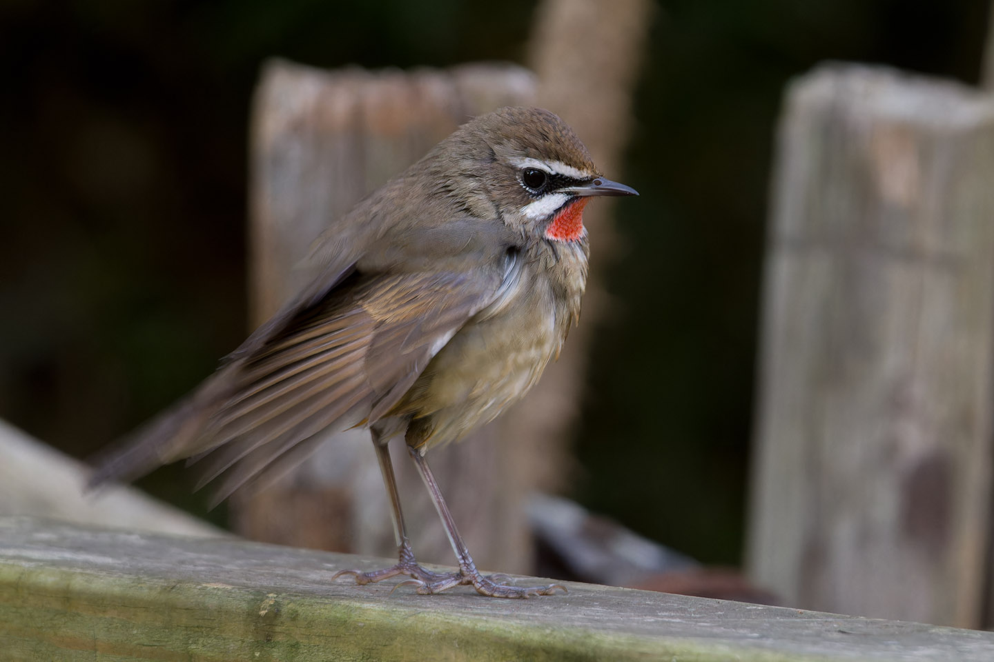 Canon EOS 60D + TAMRON SP 150-600mm F/5-6.3 Di VC USD (A011) and DxO PureRAW 3