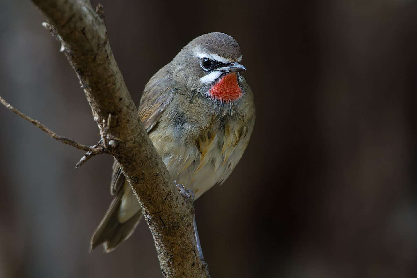 Canon EOS 60D + TAMRON SP 150-600mm F/5-6.3 Di VC USD (A011) and DxO PureRAW 3