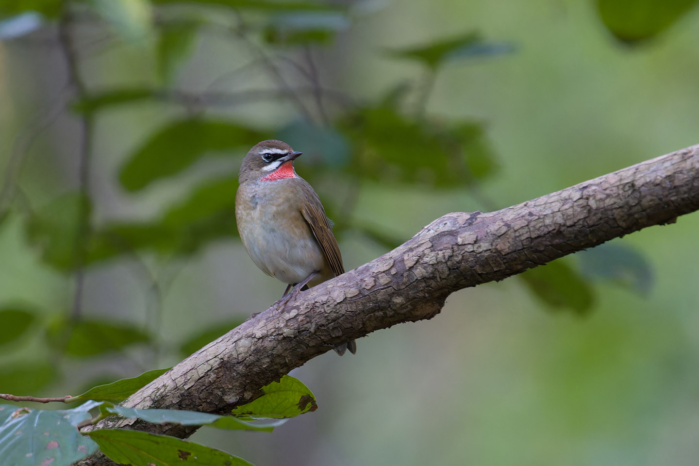 Canon EOS 60D + TAMRON SP 150-600mm F/5-6.3 Di VC USD (A011) and DxO PureRAW 3