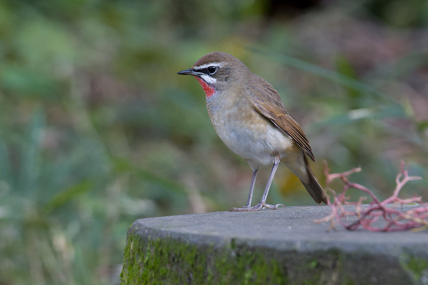 Canon EOS 60D + TAMRON SP 150-600mm F/5-6.3 Di VC USD (A011) and DxO PureRAW 3