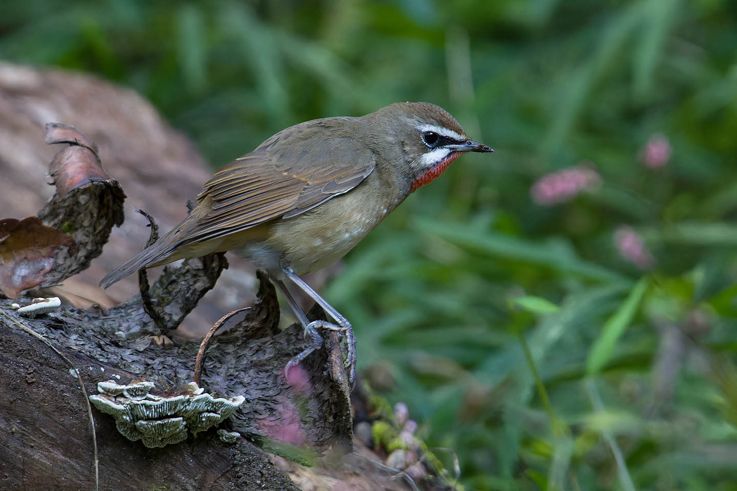 Canon EOS 60D + TAMRON SP 150-600mm F/5-6.3 Di VC USD (A011) and DxO PureRAW 3