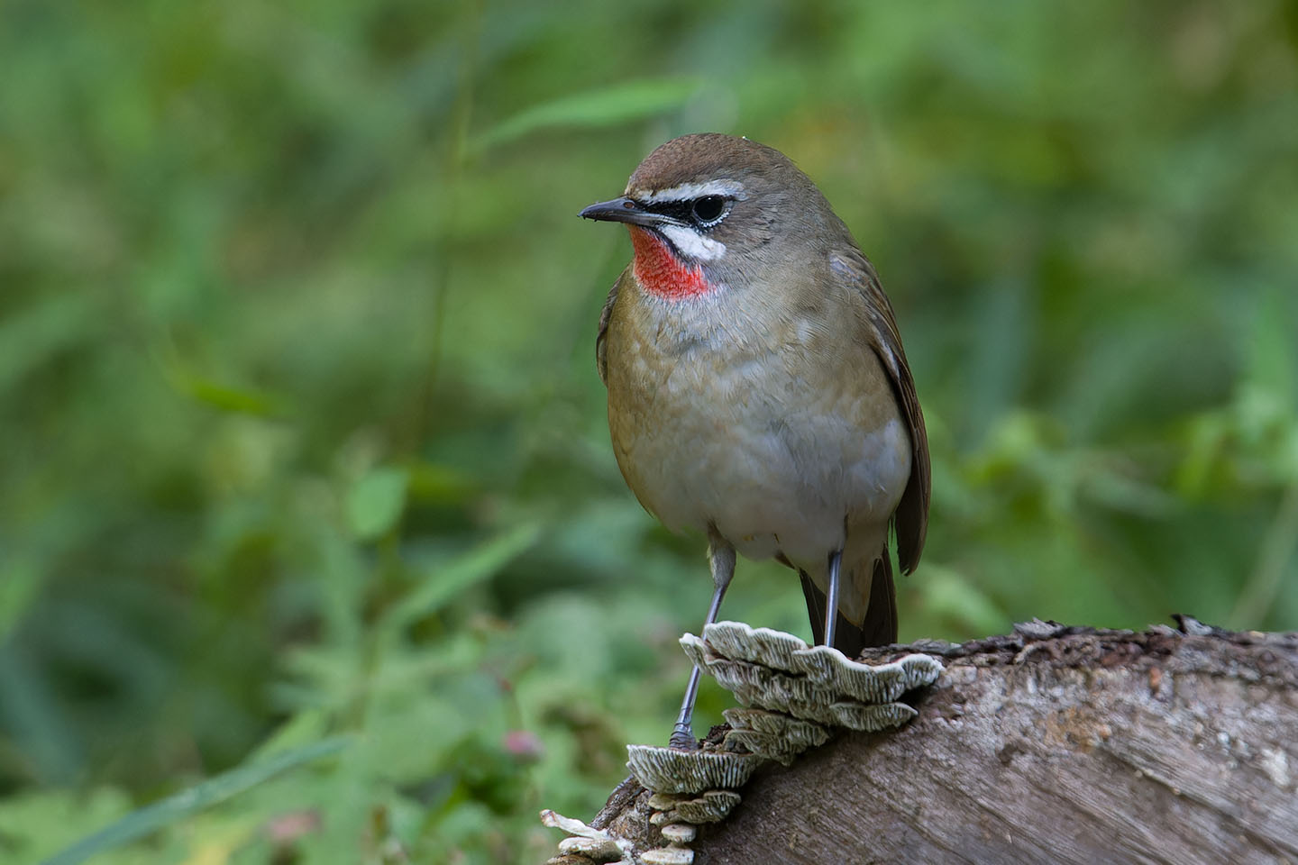 Canon EOS 60D + TAMRON SP 150-600mm F/5-6.3 Di VC USD (A011) and DxO PureRAW 3