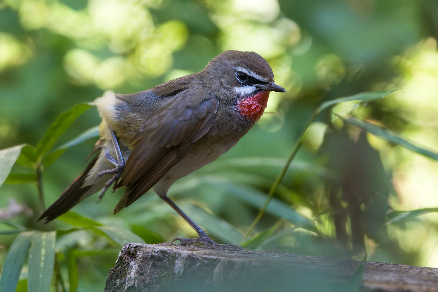 Canon EOS 60D + TAMRON SP 150-600mm F/5-6.3 Di VC USD (A011) and DxO PureRAW 3