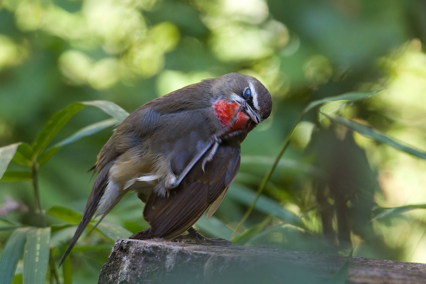 Canon EOS 60D + TAMRON SP 150-600mm F/5-6.3 Di VC USD (A011) and DxO PureRAW 3