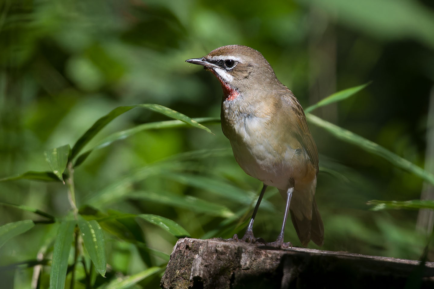 Canon EOS 60D + TAMRON SP 150-600mm F/5-6.3 Di VC USD (A011) and DxO PureRAW 3