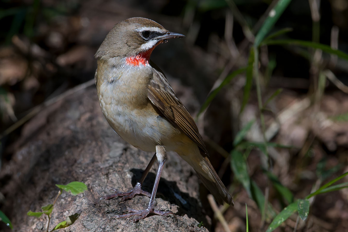 Canon EOS 60D + TAMRON SP 150-600mm F/5-6.3 Di VC USD (A011) and DxO PureRAW 3