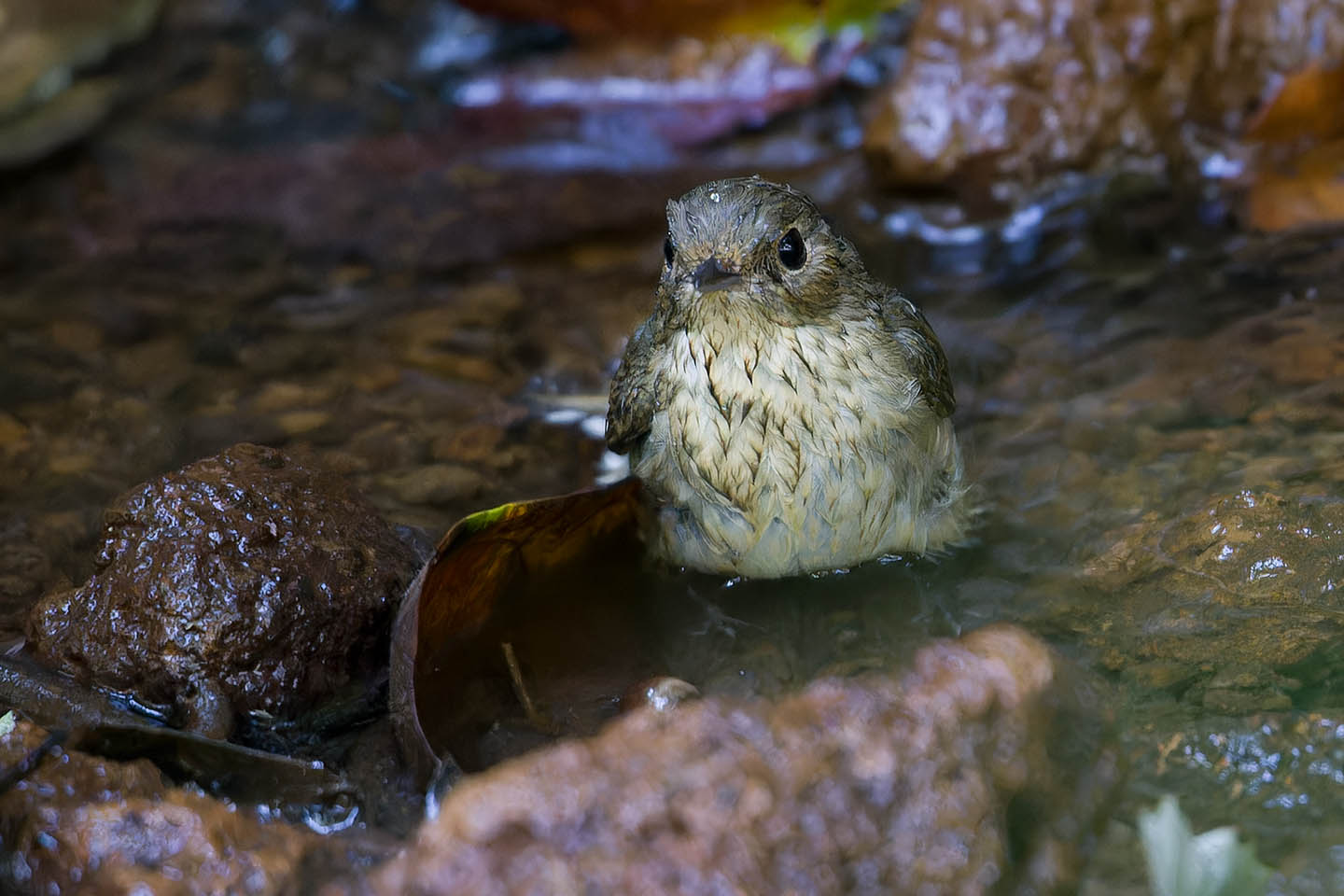 Canon EOS 6D + TAMRON SP 150-600mm F/5-6.3 Di VC USD (A011) and DxO PureRAW 3