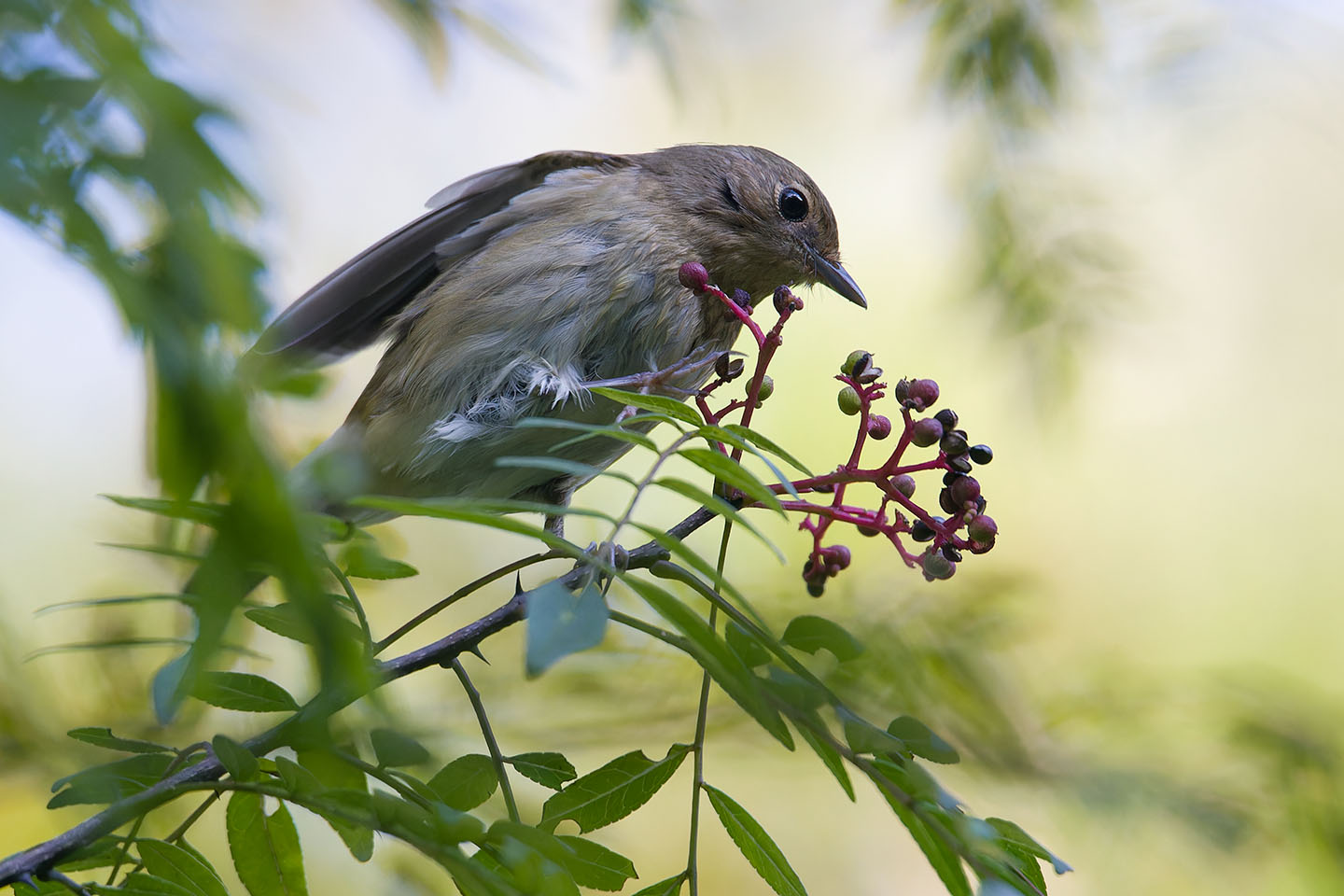 Canon EOS 60D + TAMRON SP 150-600mm F/5-6.3 Di VC USD (A011) and DxO PureRAW 3