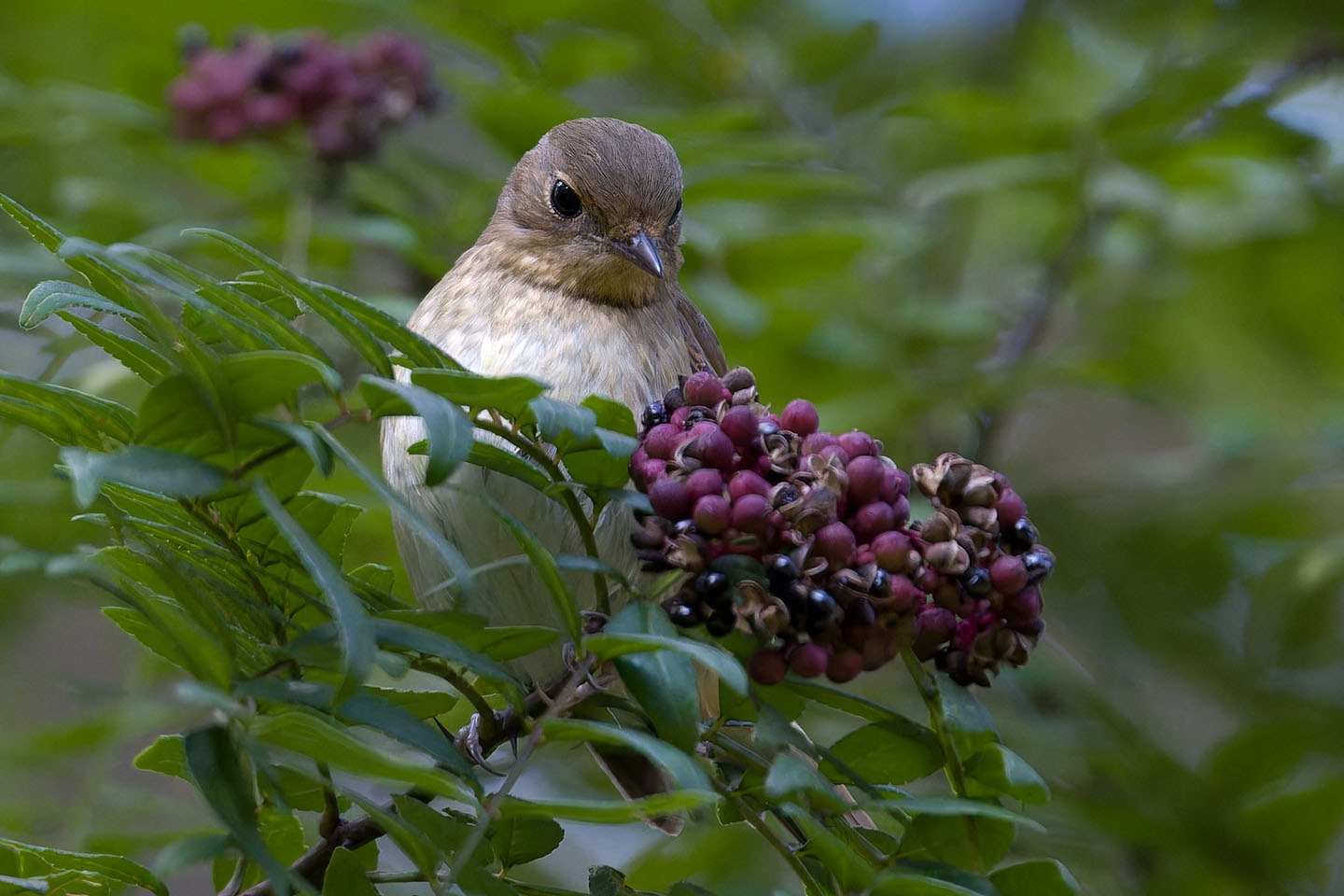 Canon EOS 60D + TAMRON SP 150-600mm F/5-6.3 Di VC USD (A011) and DxO PureRAW 3