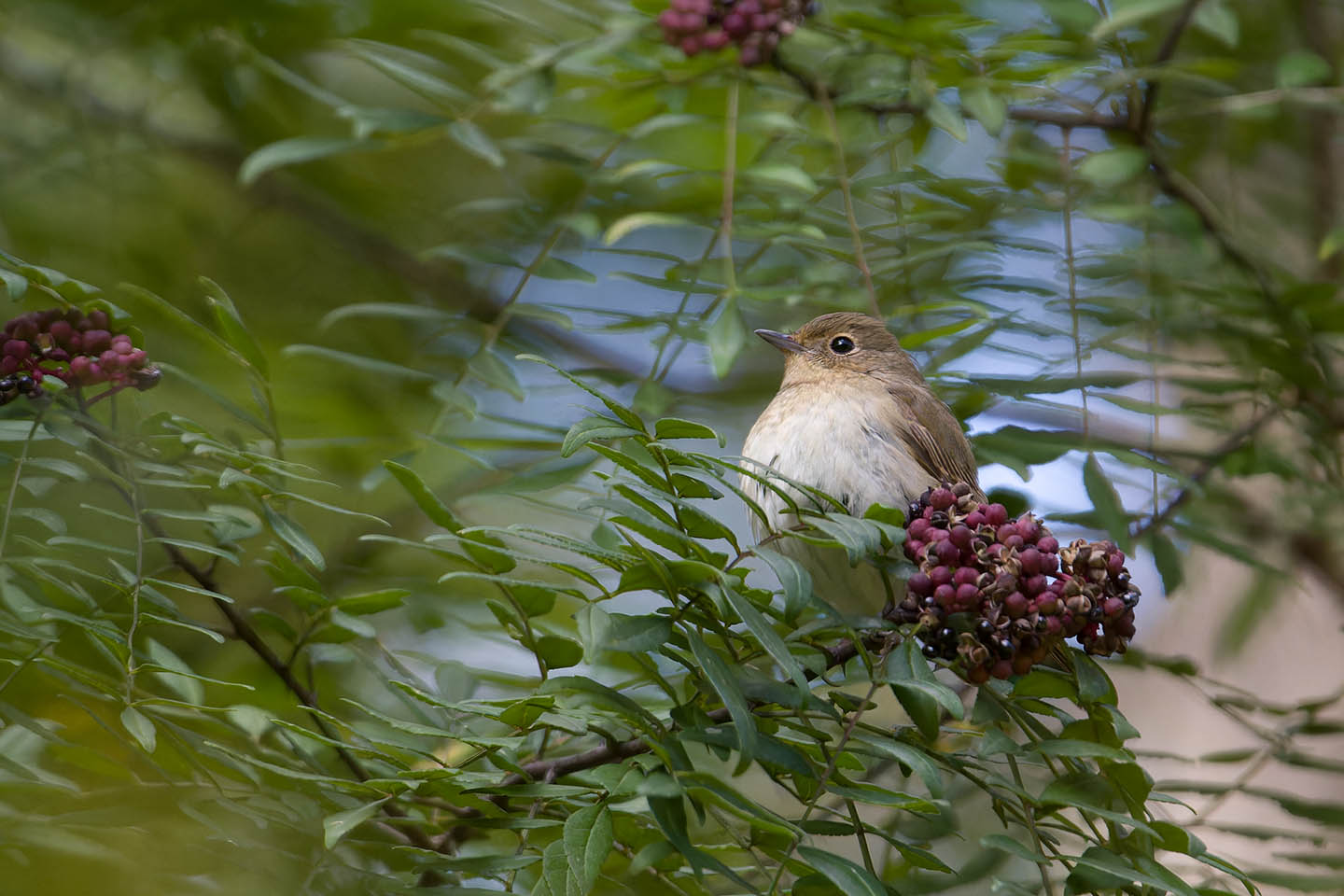 Canon EOS 60D + TAMRON SP 150-600mm F/5-6.3 Di VC USD (A011) and DxO PureRAW 3