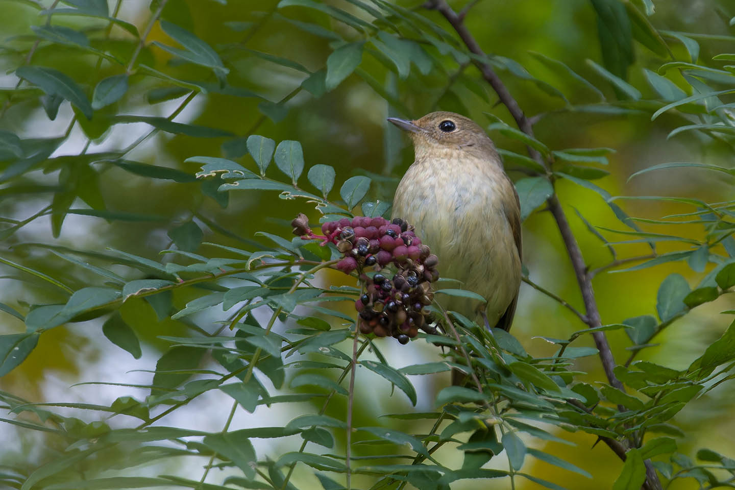 Canon EOS 60D + TAMRON SP 150-600mm F/5-6.3 Di VC USD (A011) and DxO PureRAW 3