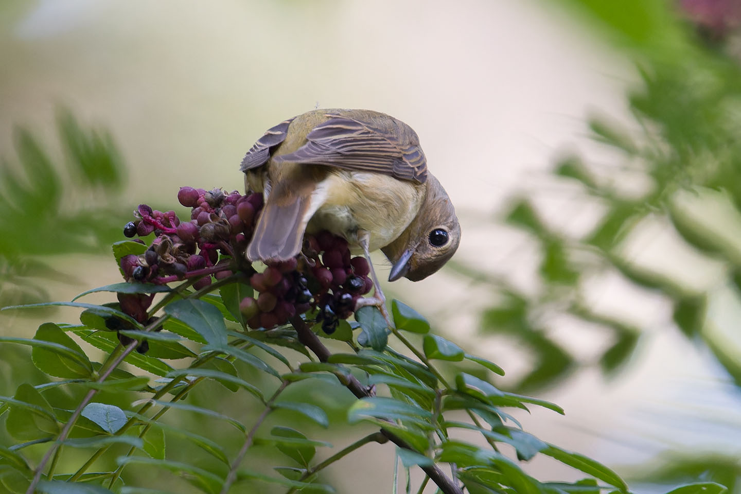 Canon EOS 60D + TAMRON SP 150-600mm F/5-6.3 Di VC USD (A011) and DxO PureRAW 3