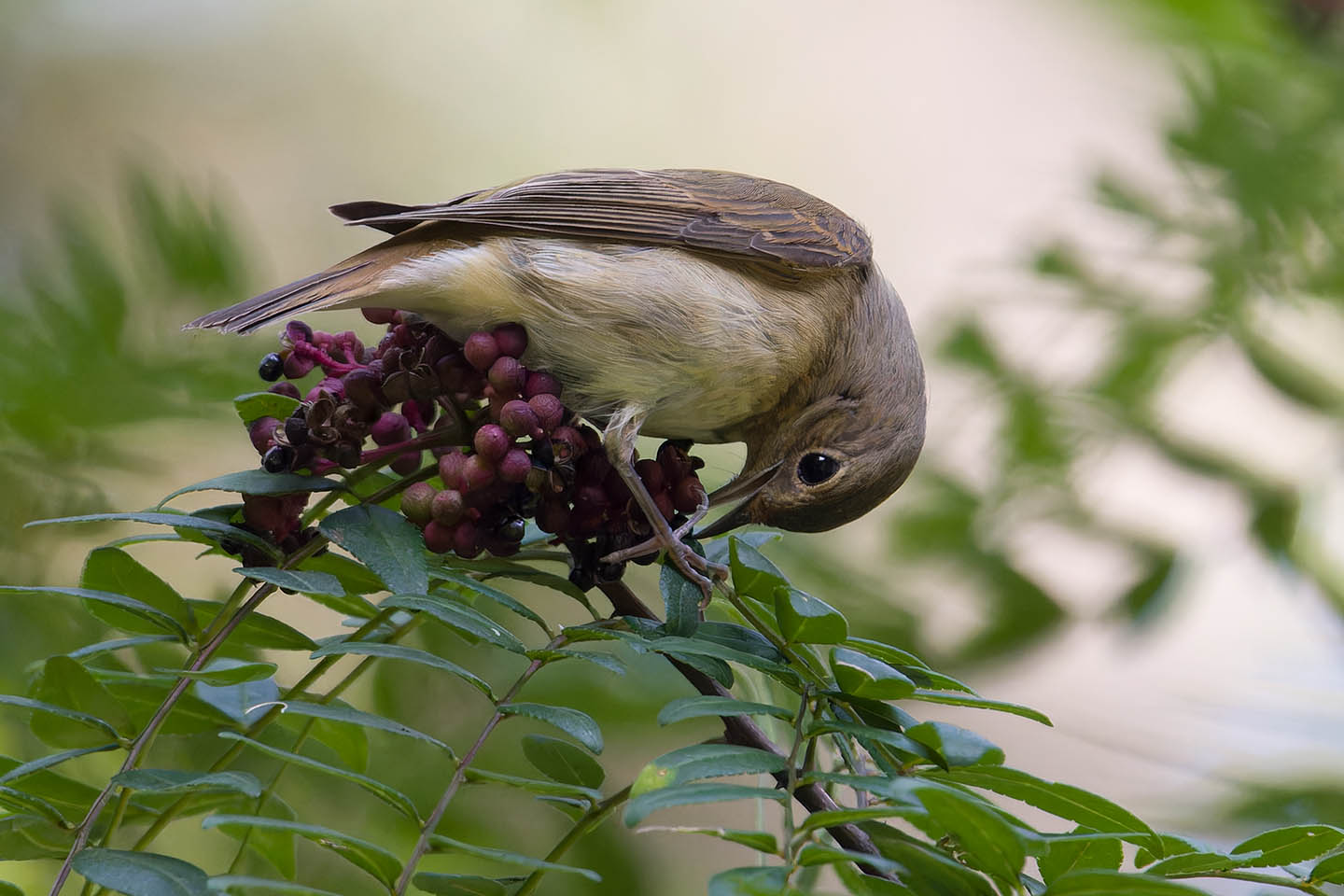 Canon EOS 60D + TAMRON SP 150-600mm F/5-6.3 Di VC USD (A011) and DxO PureRAW 3