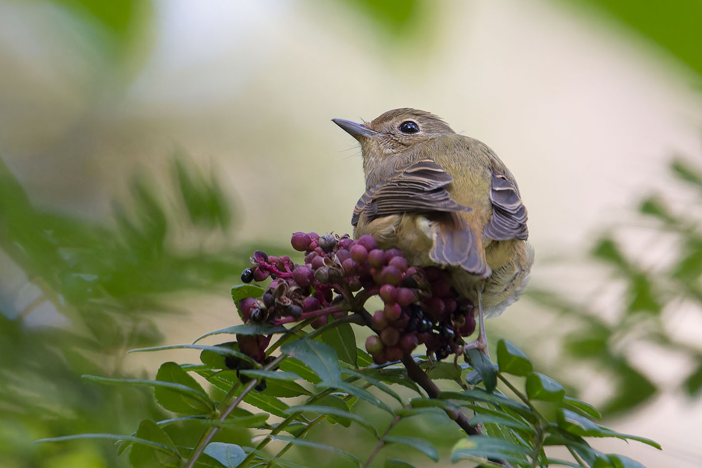 Canon EOS 60D + TAMRON SP 150-600mm F/5-6.3 Di VC USD (A011) and DxO PureRAW 3