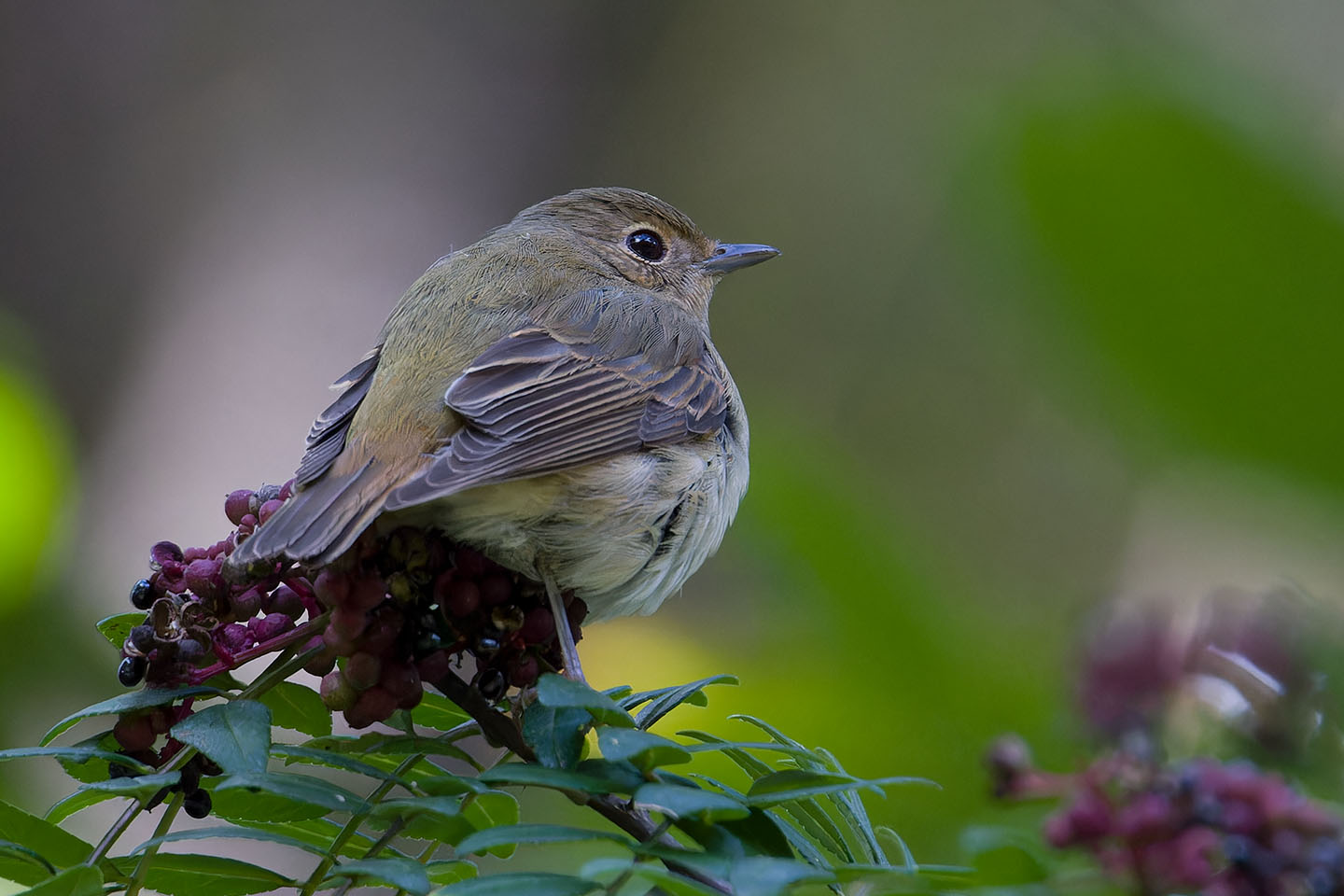 Canon EOS 60D + TAMRON SP 150-600mm F/5-6.3 Di VC USD (A011) and DxO PureRAW 3