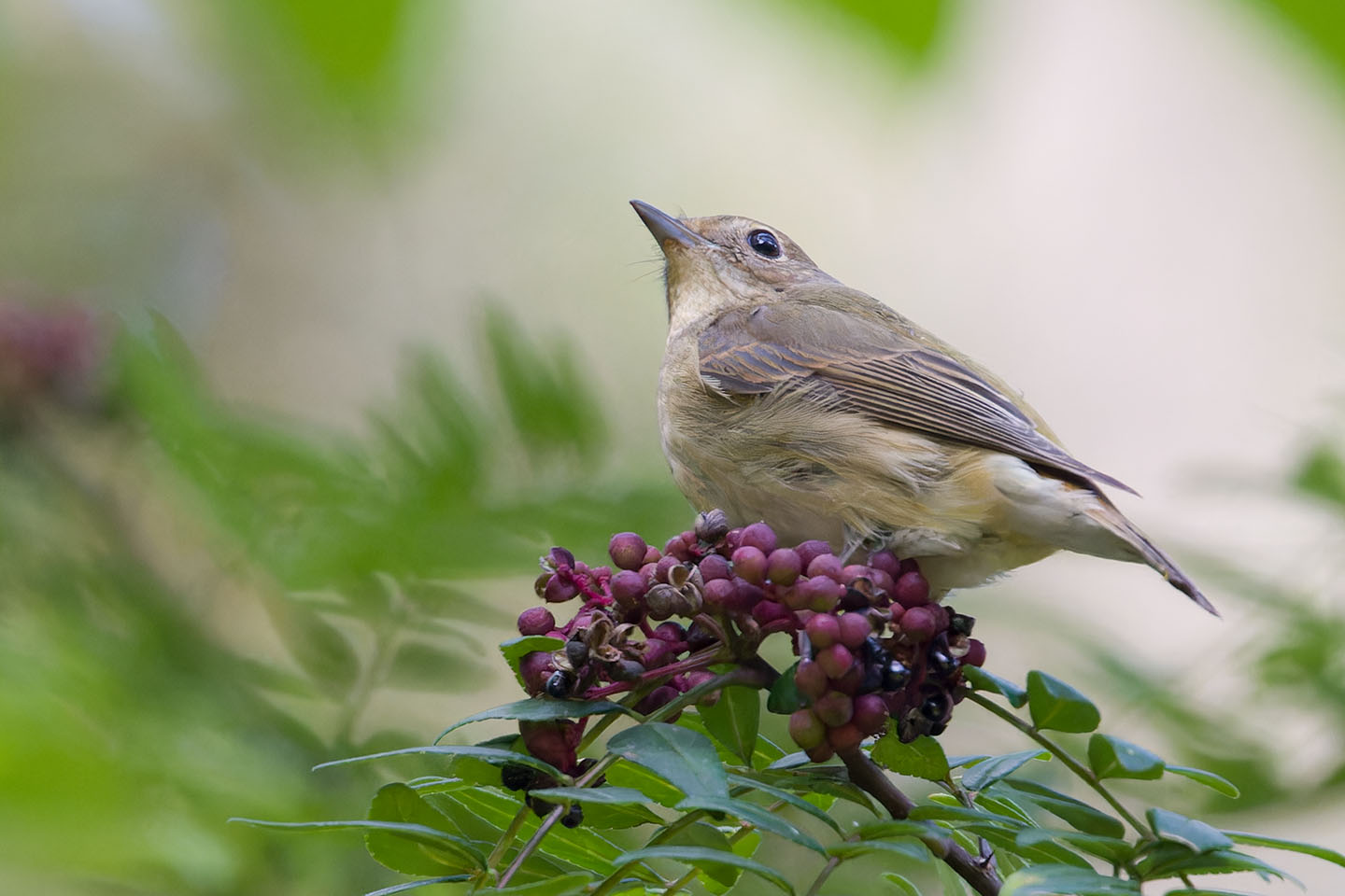 Canon EOS 60D + TAMRON SP 150-600mm F/5-6.3 Di VC USD (A011) and DxO PureRAW 3